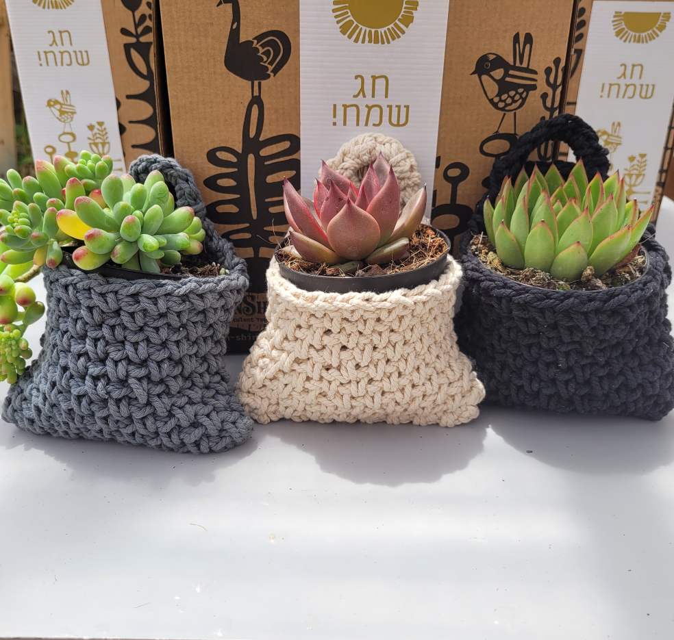 סוקו אלגנט - קוקטייל סוקולנטים בכלי מלבני מבראס אמיתי - Image 3