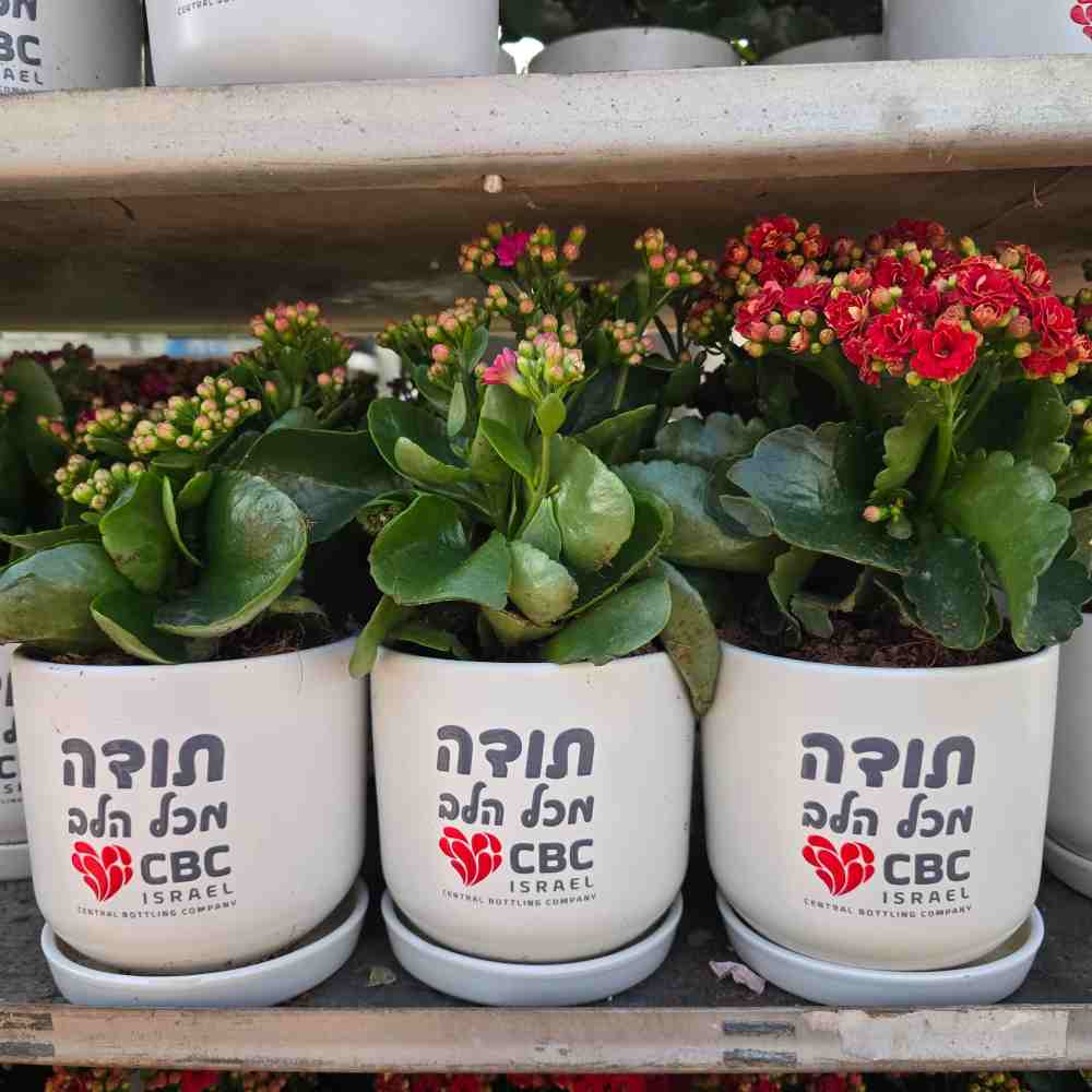אופורביה טריגונה- תלת צלעי - Image 3