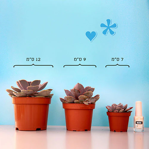 Aloe 'Pink Blush'-נדיר - Image 4