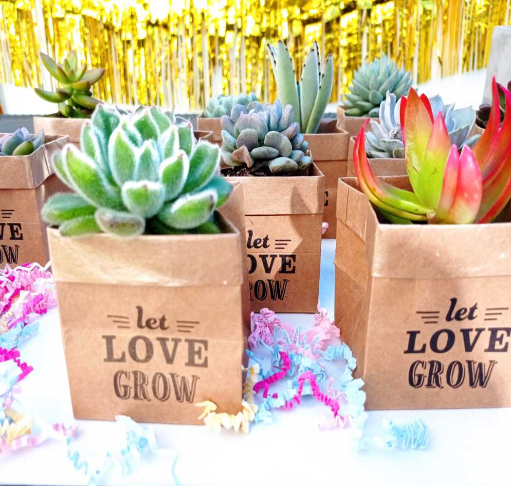 Succu Smile - Let Love Grow - Image 3