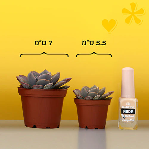 Portulacaria- עץ הכסף - Image 3